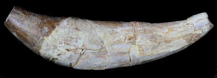 Archaeocete (Primitive Whale) Tooth - Basilosaur #36135